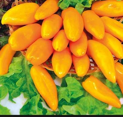 Varieties of early sweet thick-walled pepper for Siberia