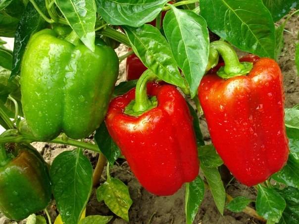 Varieties of early sweet thick-walled pepper for Siberia