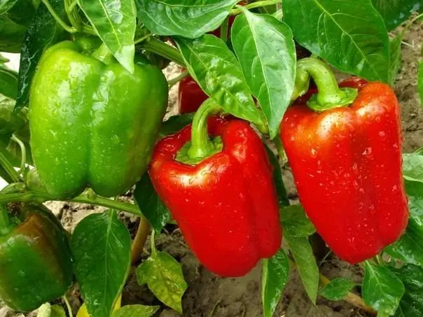 Varieties of early sweet thick-walled pepper for Siberia