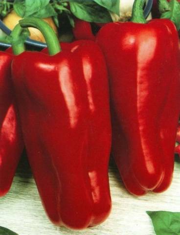 Varieties of early sweet thick-walled pepper for Siberia