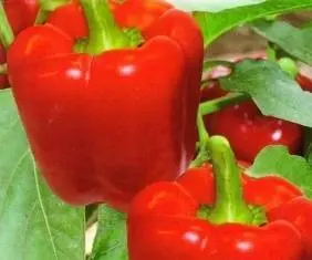 Varieties of early sweet thick-walled pepper for Siberia