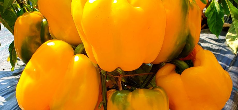 Varieties of early sweet thick-walled pepper for Siberia