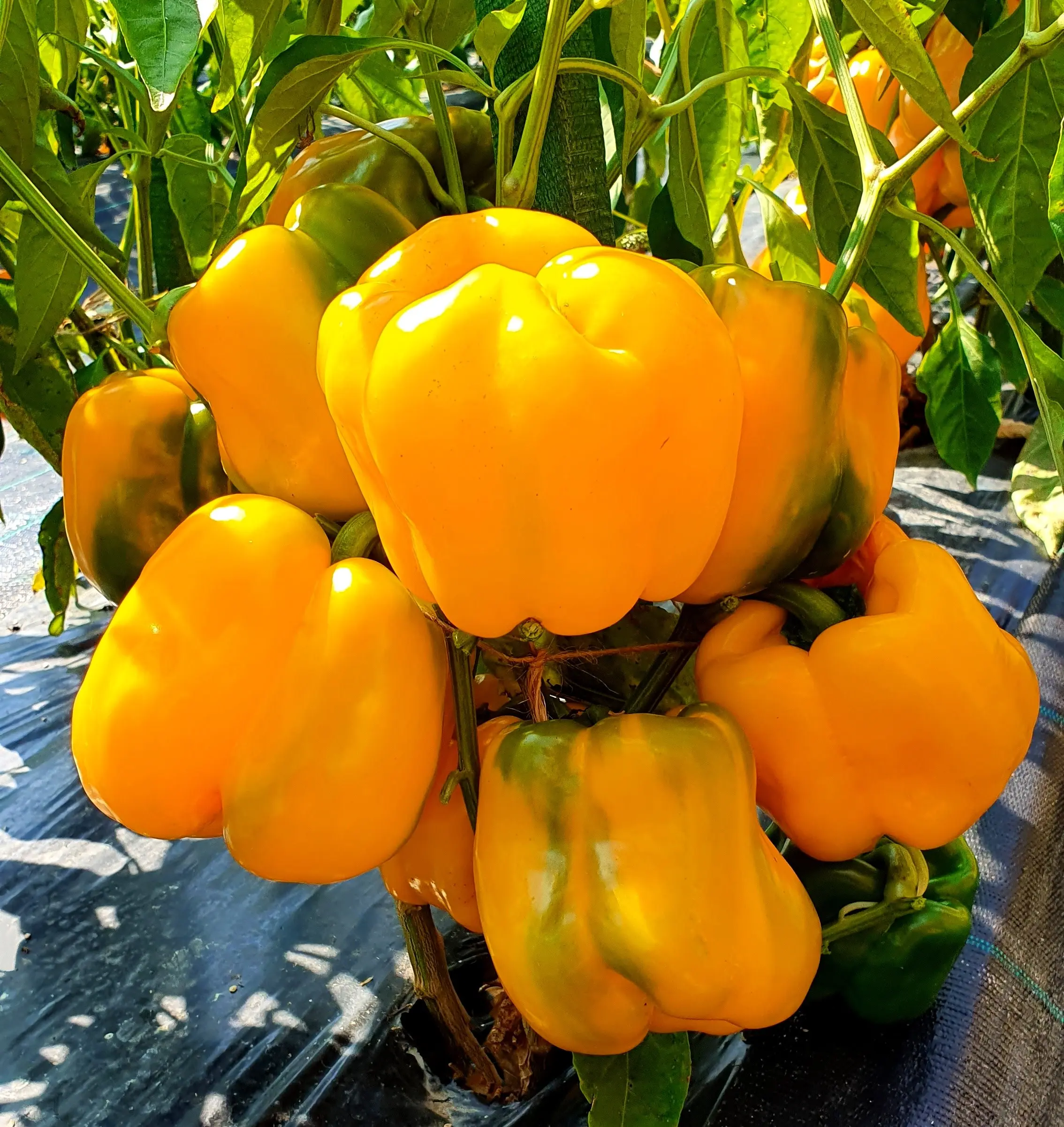 Varieties of early sweet thick-walled pepper for Siberia