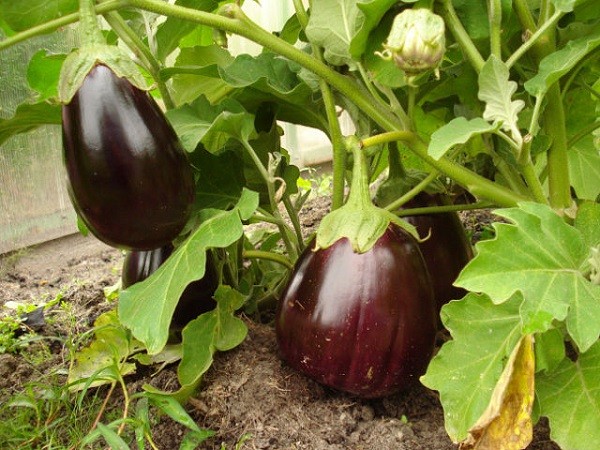 Varieties of eggplant for polycarbonate greenhouses