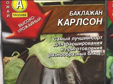 Varieties of eggplant for polycarbonate greenhouses