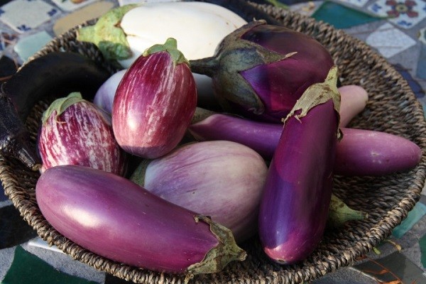 Varieties of eggplant for polycarbonate greenhouses