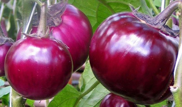 Varieties of eggplant for polycarbonate greenhouses