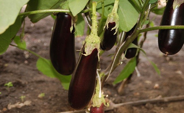 Varieties of eggplant for polycarbonate greenhouses