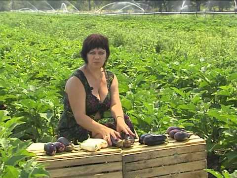 Varieties of eggplant for polycarbonate greenhouses