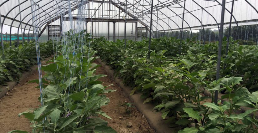 Varieties of eggplant for polycarbonate greenhouses