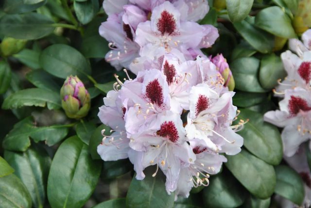 Varieties of evergreen rhododendrons, cultivation and care