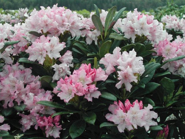 Varieties of evergreen rhododendrons, cultivation and care