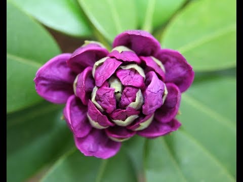 Varieties of evergreen rhododendrons, cultivation and care