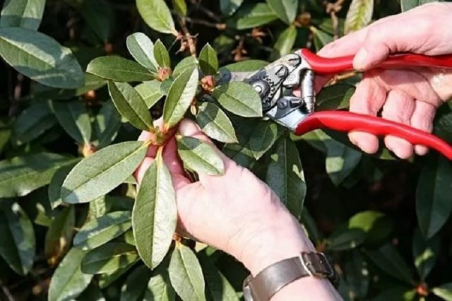 Varieties of evergreen rhododendrons, cultivation and care