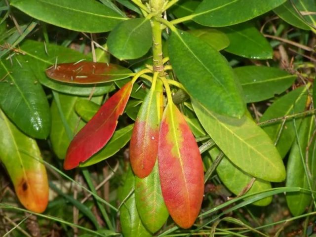 Varieties of evergreen rhododendrons, cultivation and care