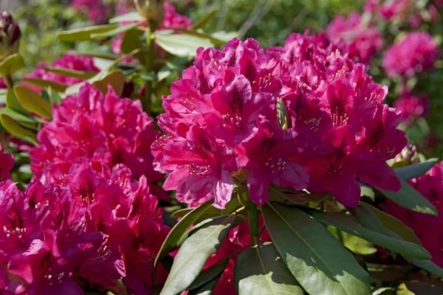 Varieties of evergreen rhododendrons, cultivation and care