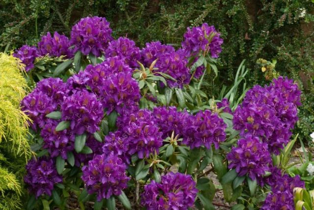 Varieties of evergreen rhododendrons, cultivation and care