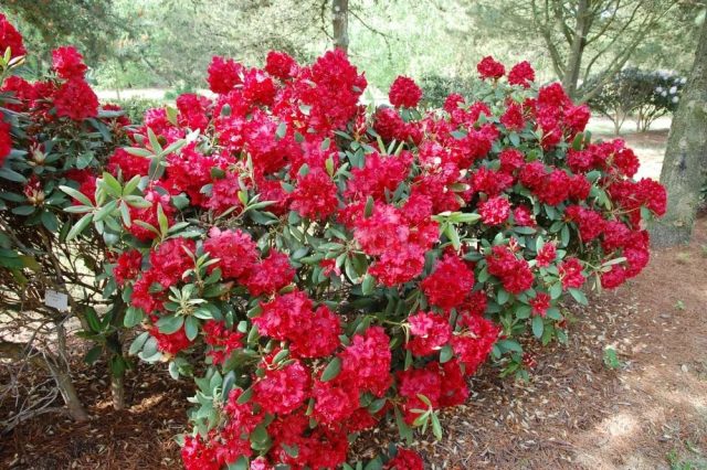 Varieties of evergreen rhododendrons, cultivation and care