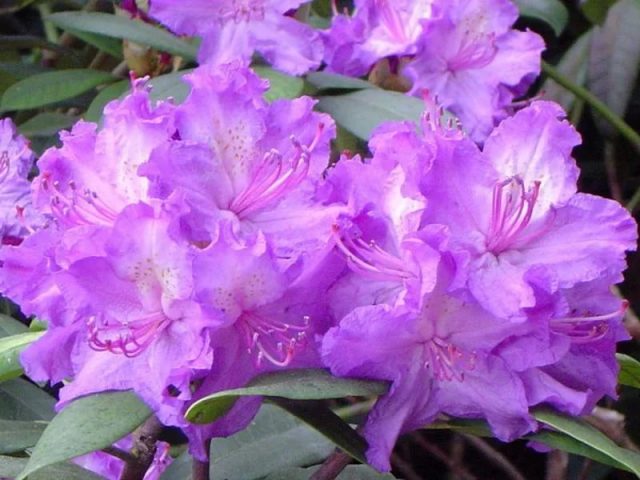 Varieties of evergreen rhododendrons, cultivation and care