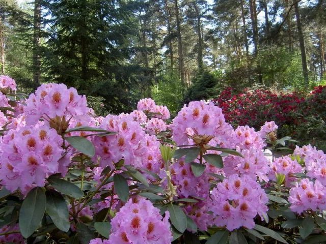 Varieties of evergreen rhododendrons, cultivation and care