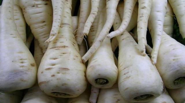 Varieties of fodder carrots