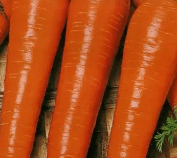 Varieties of fodder carrots