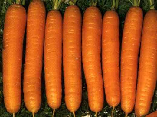 Varieties of fodder carrots