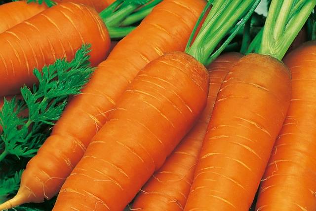 Varieties of fodder carrots