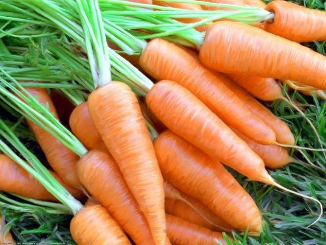 Varieties of fodder carrots