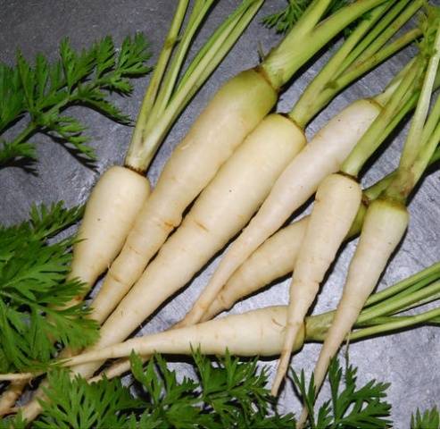 Varieties of fodder carrots