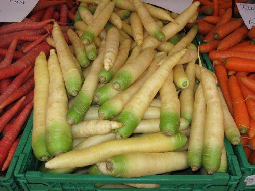 Varieties of fodder carrots