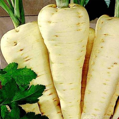 Varieties of fodder carrots