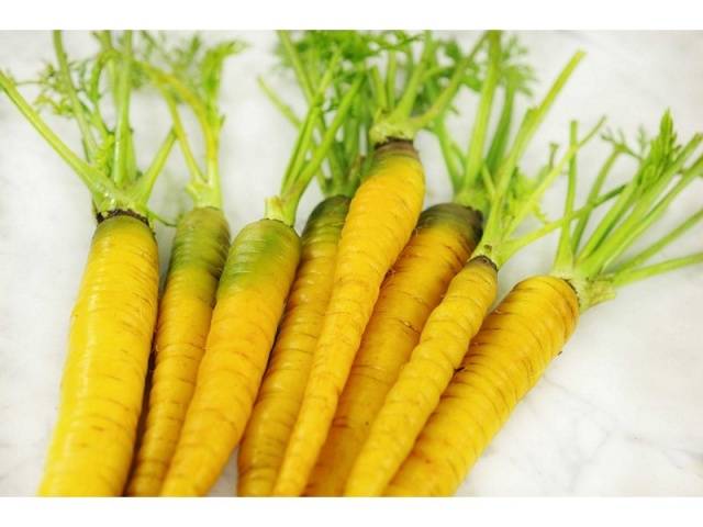 Varieties of fodder carrots