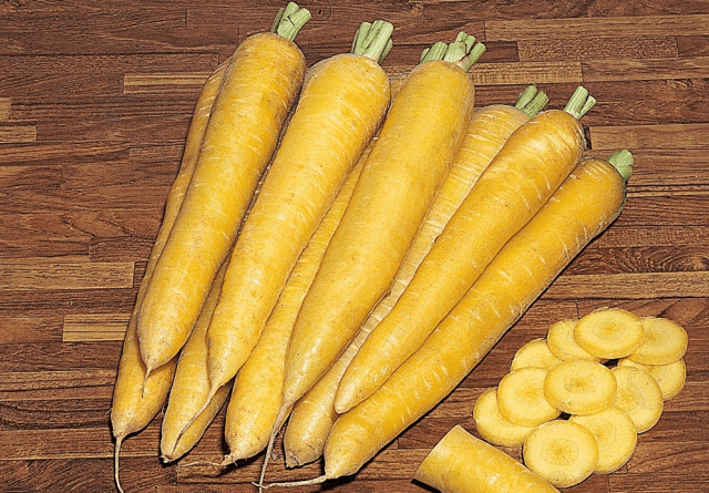 Varieties of fodder carrots