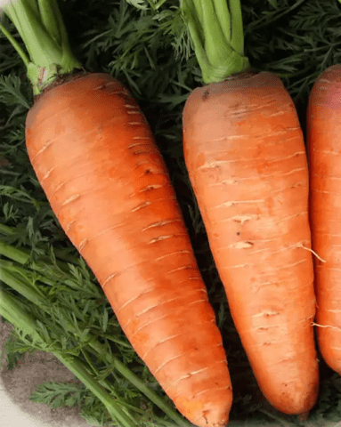 Varieties of fodder carrots