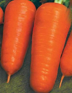 Varieties of fodder carrots