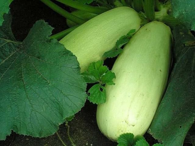 Varieties of fodder squash