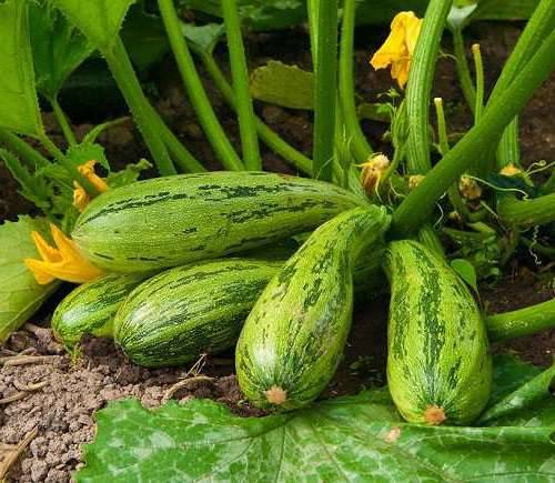 Varieties of fodder squash