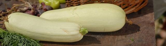 Varieties of fodder squash