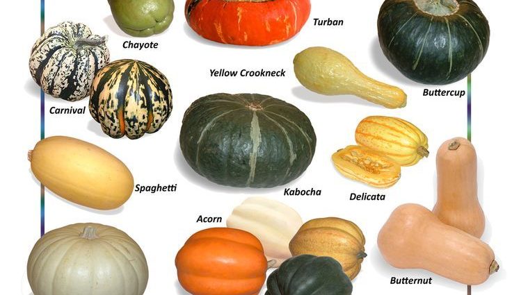 Varieties of fodder squash