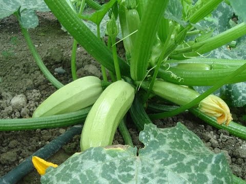 Varieties of fodder squash