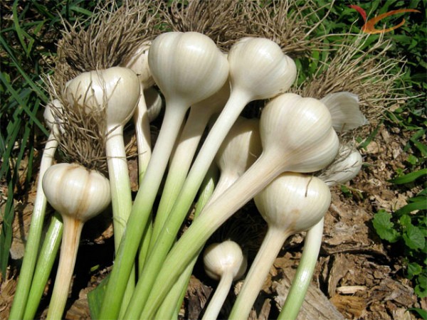 Varieties of garlic: an overview of the best types of winter and spring