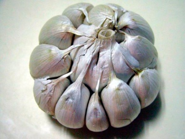 Varieties of garlic: an overview of the best types of winter and spring