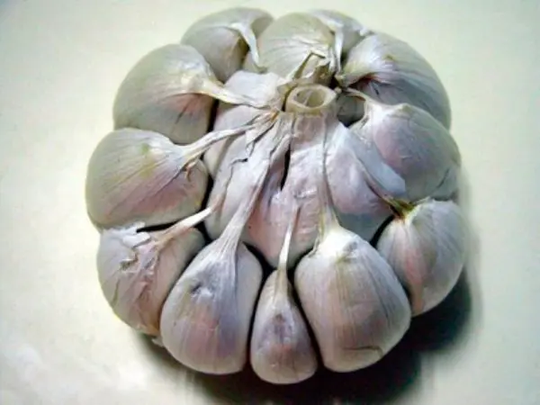 Varieties of garlic: an overview of the best types of winter and spring