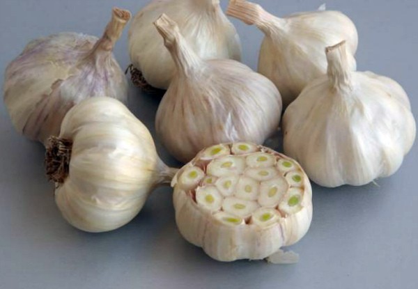 Varieties of garlic: an overview of the best types of winter and spring