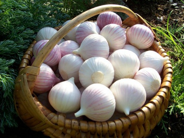 Varieties of garlic: an overview of the best types of winter and spring