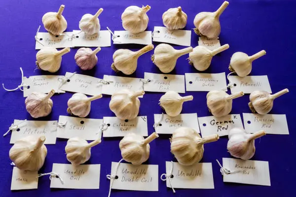 Varieties of garlic: an overview of the best types of winter and spring