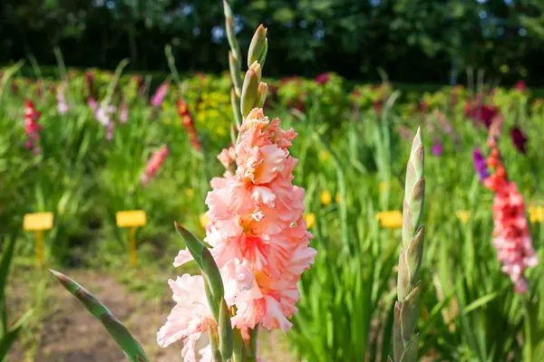 Varieties of gladioli with photos and names (white, red, amber, pink, yellow, lilac, blue) + classification