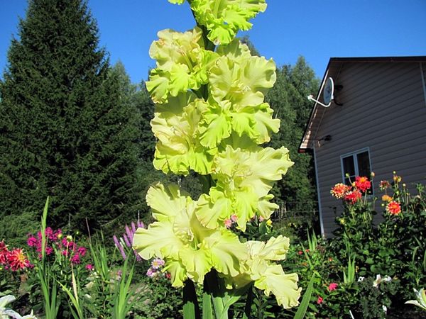 Varieties of gladioli with photos and names (white, red, amber, pink, yellow, lilac, blue) + classification