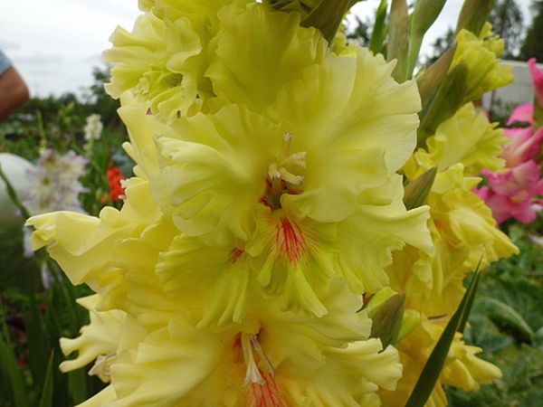 Varieties of gladioli with photos and names (white, red, amber, pink, yellow, lilac, blue) + classification